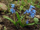 Scilla caucasica