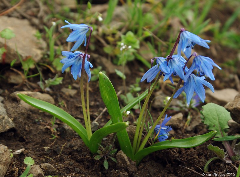 Изображение особи Scilla caucasica.