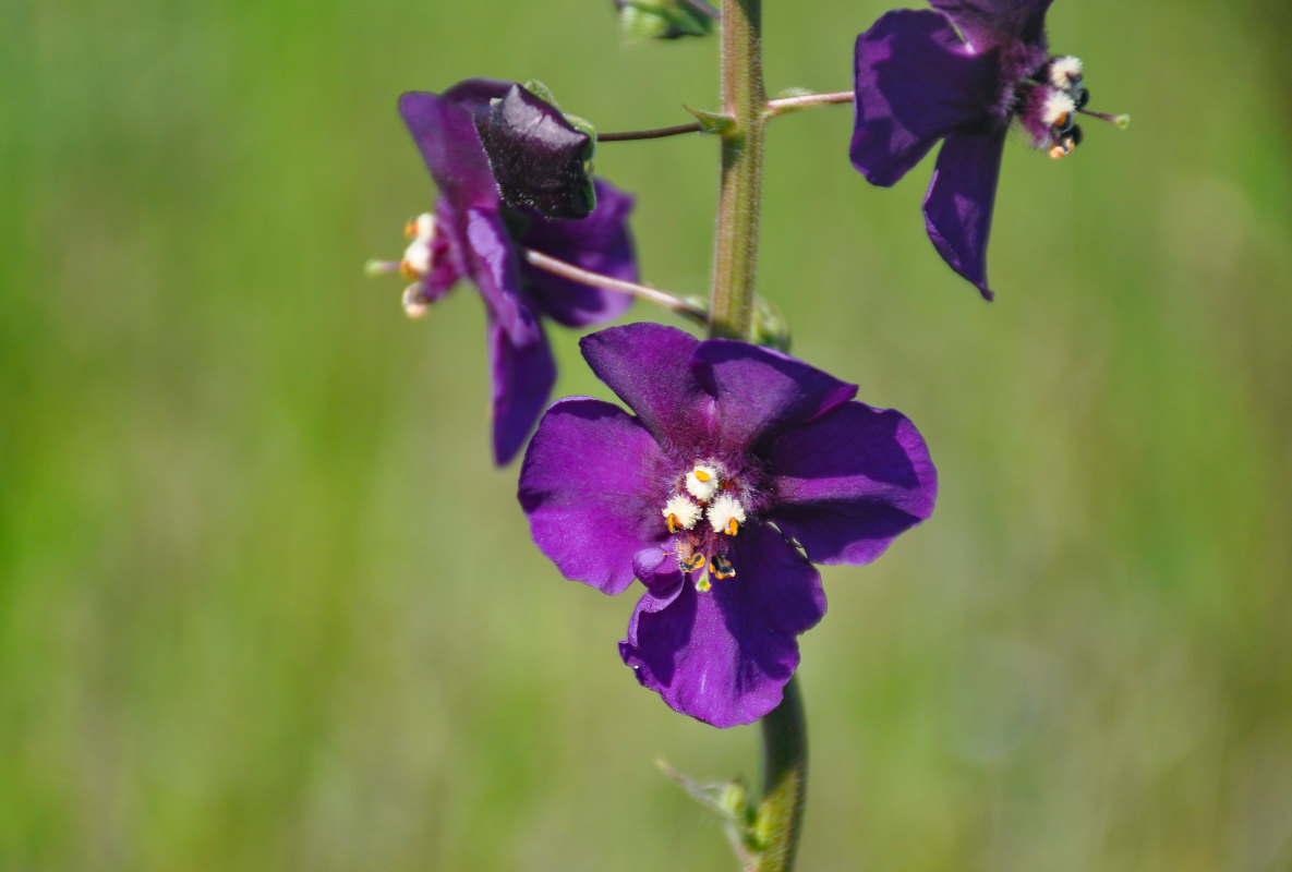 Image of Verbascum phoeniceum specimen.