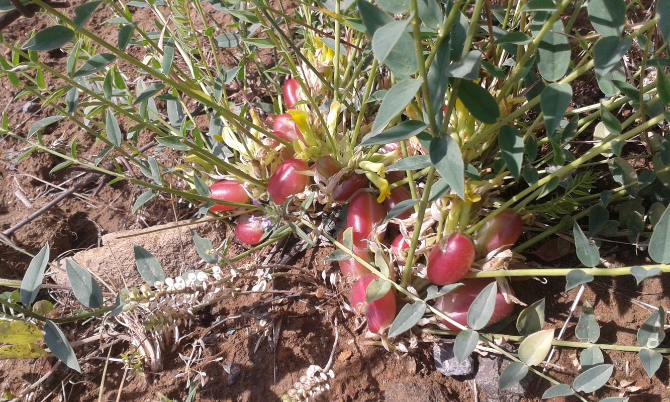Изображение особи Astragalus aegobromus.