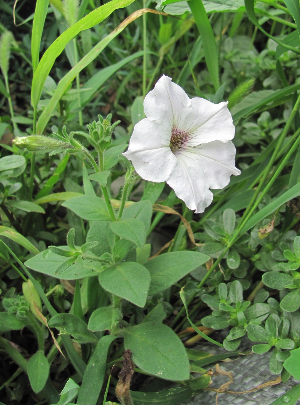 Image of Petunia × atkinsiana specimen.