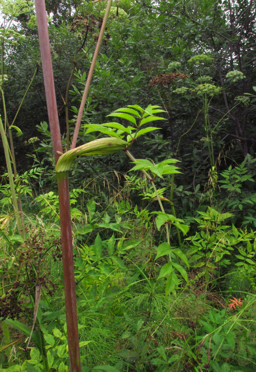 Image of genus Angelica specimen.