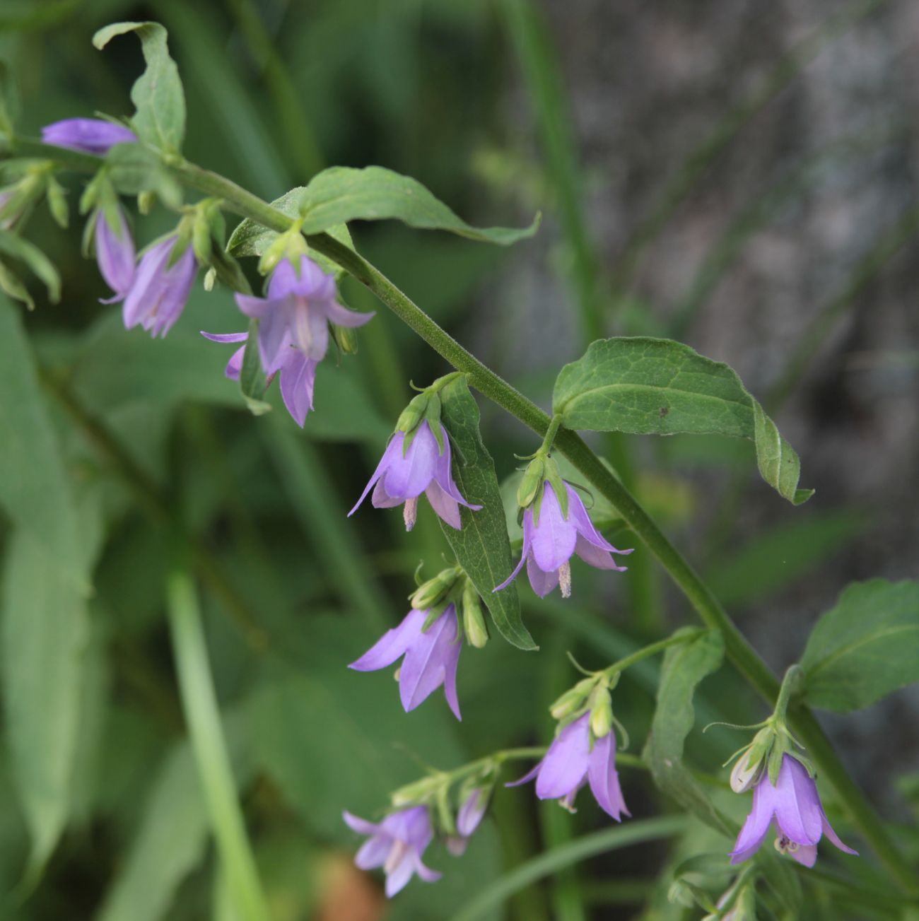 Изображение особи Campanula latifolia.