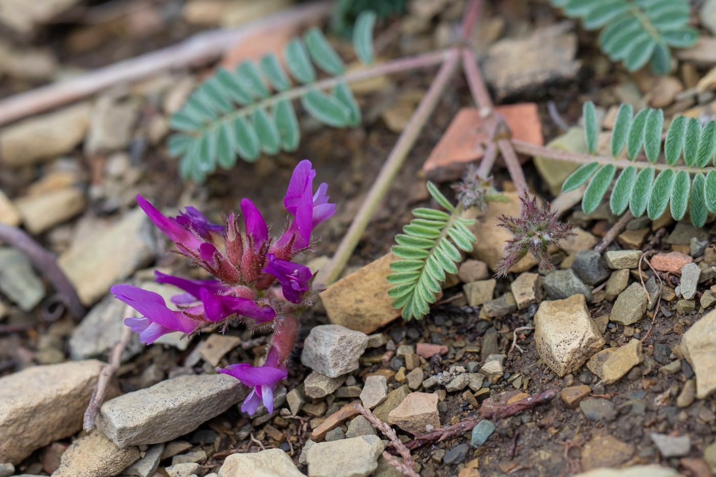 Image of genus Astragalus specimen.