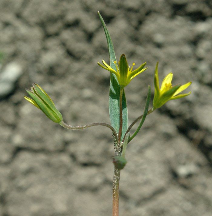 Image of Gagea germainae specimen.