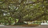 Ficus macrophylla