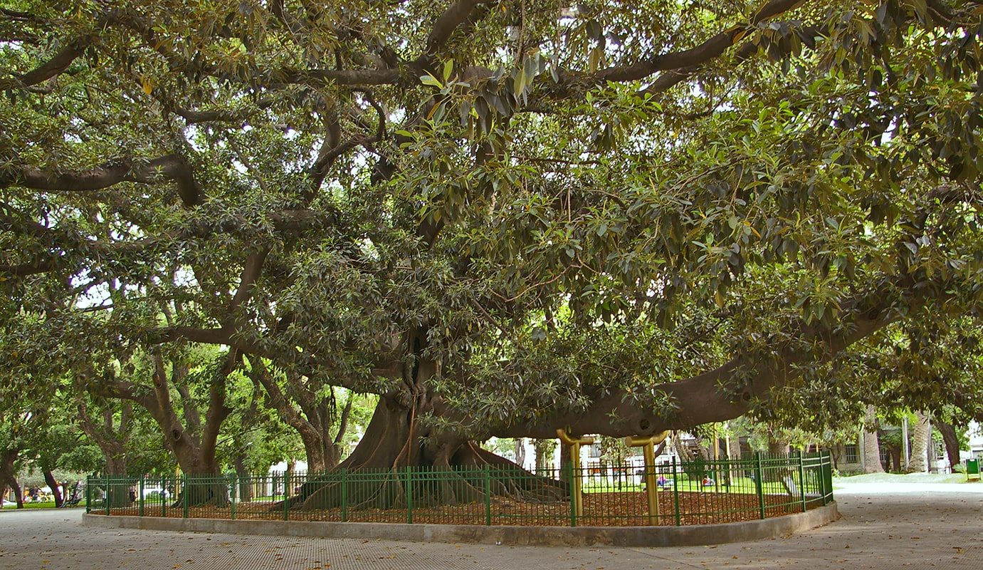Image of Ficus macrophylla specimen.
