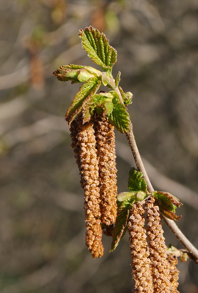 Image of genus Corylus specimen.