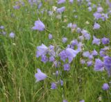 Campanula persicifolia. Соцветие. Калужская обл., Боровский р-н, правый берег р. Протва в 500 м выше по течению от дер. Сатино, луг. 3 июля 2020 г.