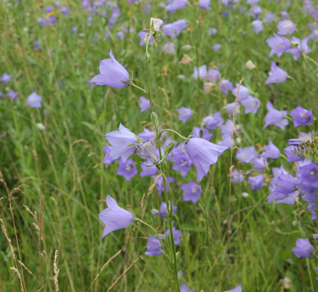 Image of Campanula persicifolia specimen.