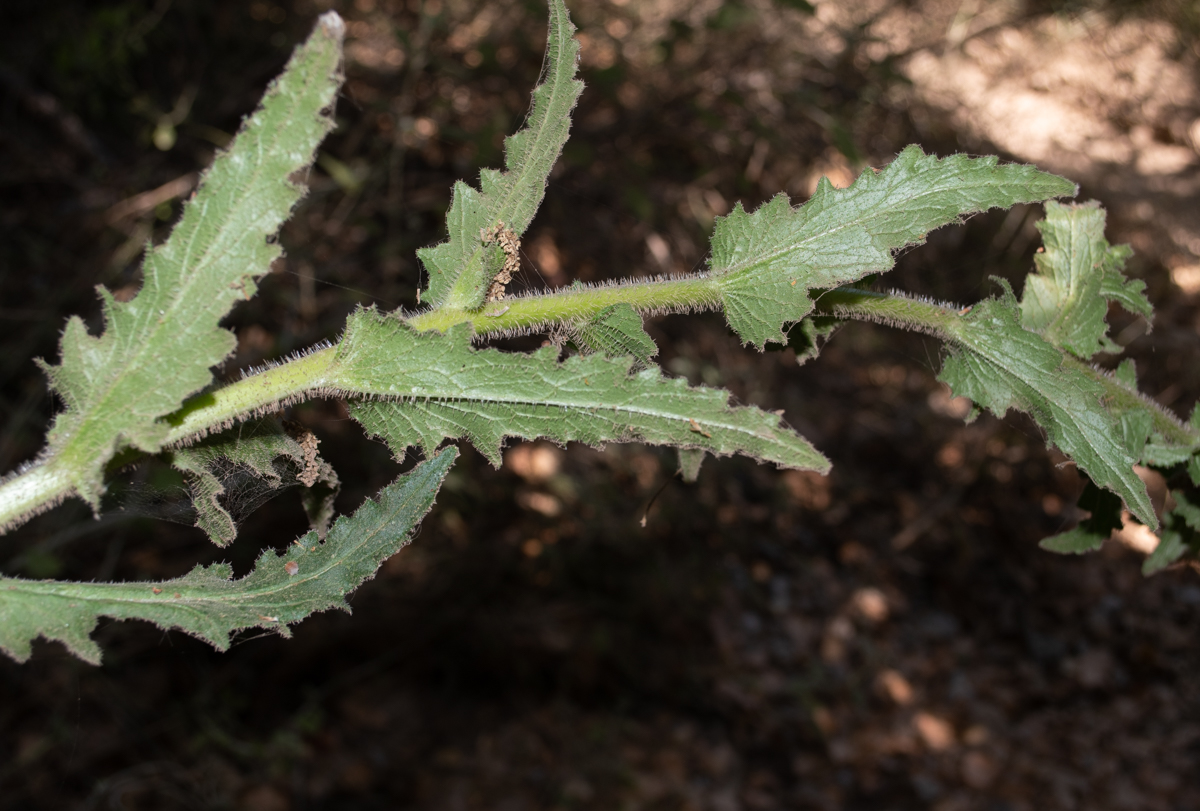 Image of Michauxia campanuloides specimen.