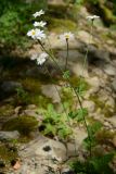 Pyrethrum poteriifolium. Цветущие растения. Краснодарский край, Лазаревский р-н, мкр-н Дагомыс, гора Успенка, 150 м н.у.м., лес. 12.06.2022.