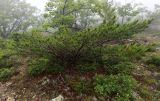 Pinus pumila. Взрослое растение. Приморский край, Ольгинский р-н, окр. пгт Ольга, гора Крестовая, каменисто-щебнистый южный склон вблизи вершины, разреженное дубовое криволесье с единичными сохранившимися при пожарах кустами Pinus pumila. 08.07.2022.
