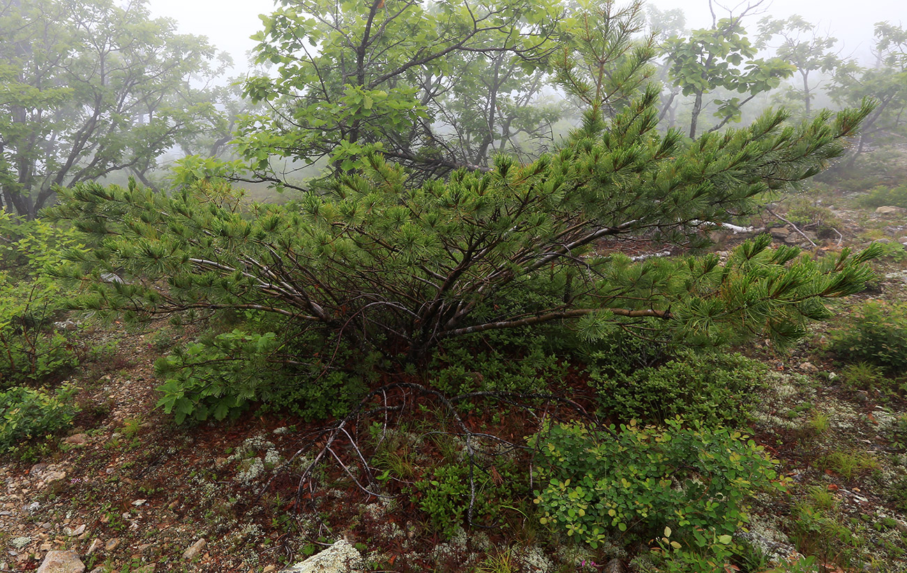 Image of Pinus pumila specimen.