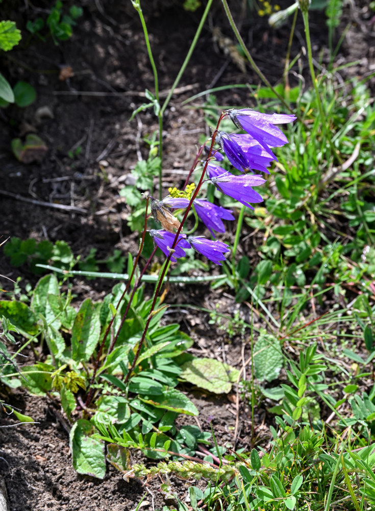 Изображение особи Campanula hohenackeri.