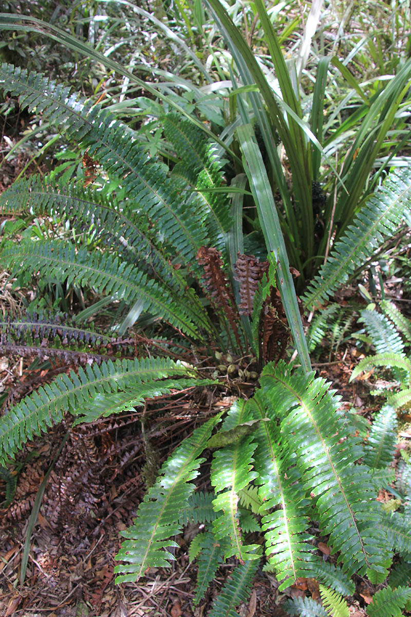 Image of class Polypodiopsida specimen.