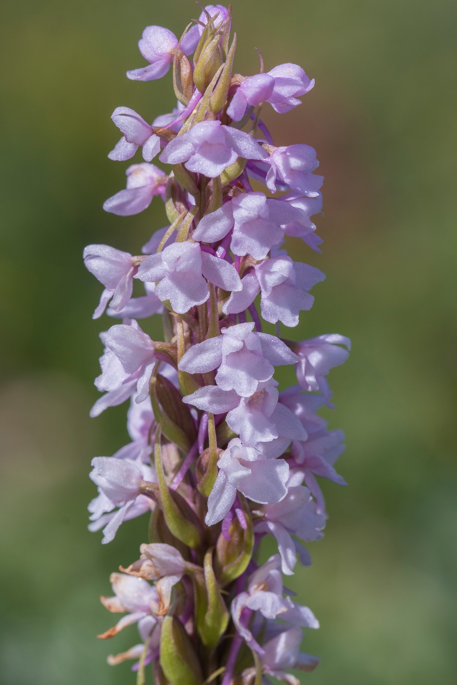 Image of Gymnadenia conopsea specimen.