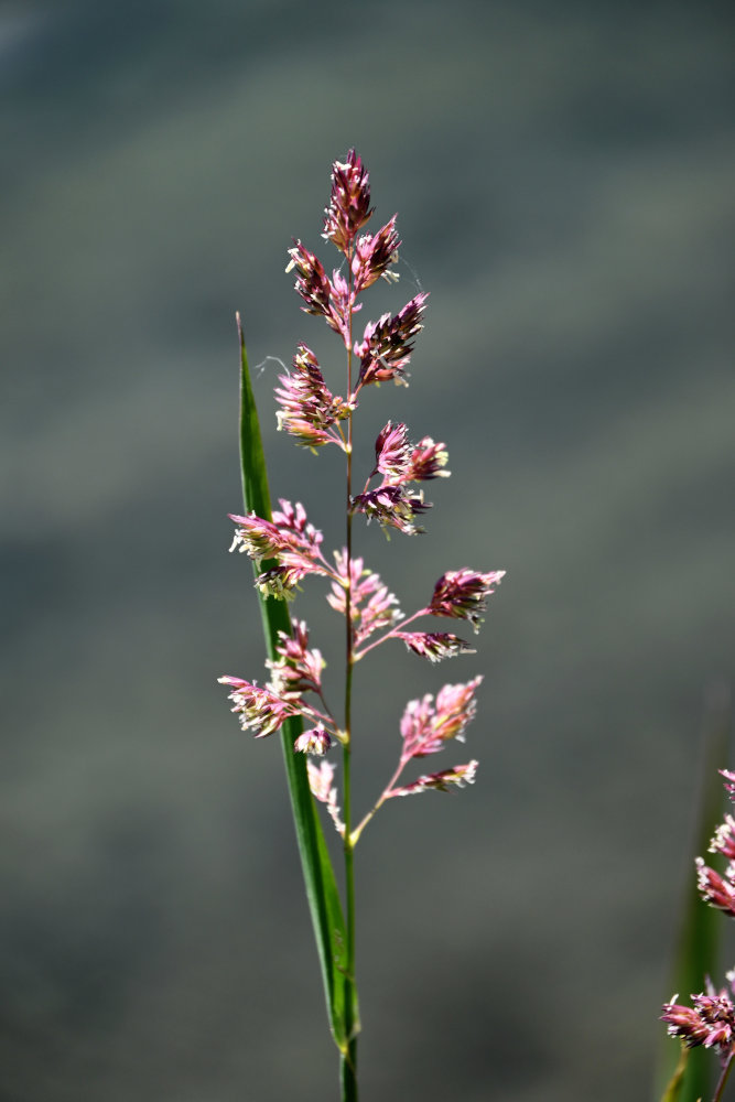 Image of Phalaroides arundinacea specimen.