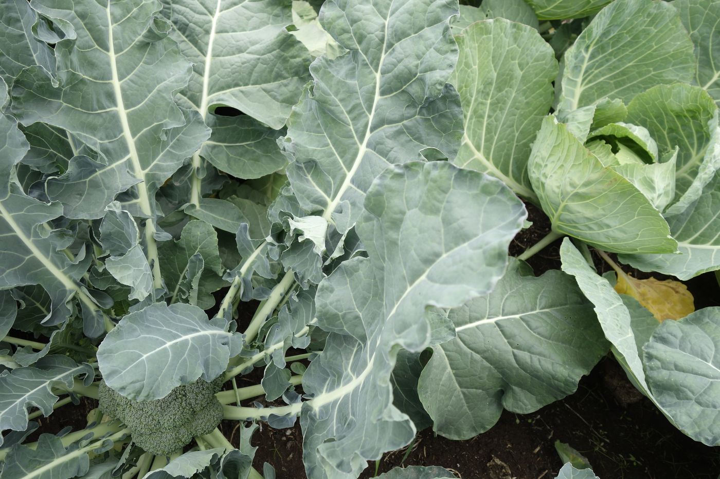 Изображение особи Brassica oleracea var. italica.