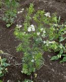 Coriandrum sativum