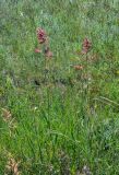 genus Rumex. Цветущие растения. Крым, Караларский природный парк, окр. бухты Коровья, степь. 07.05.2021.