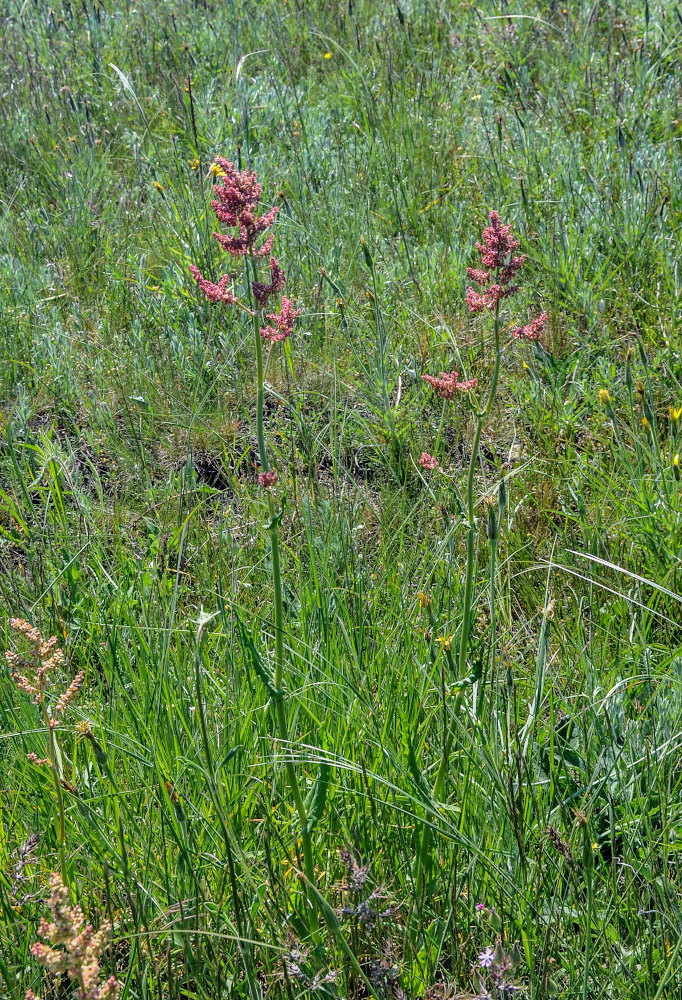 Изображение особи род Rumex.