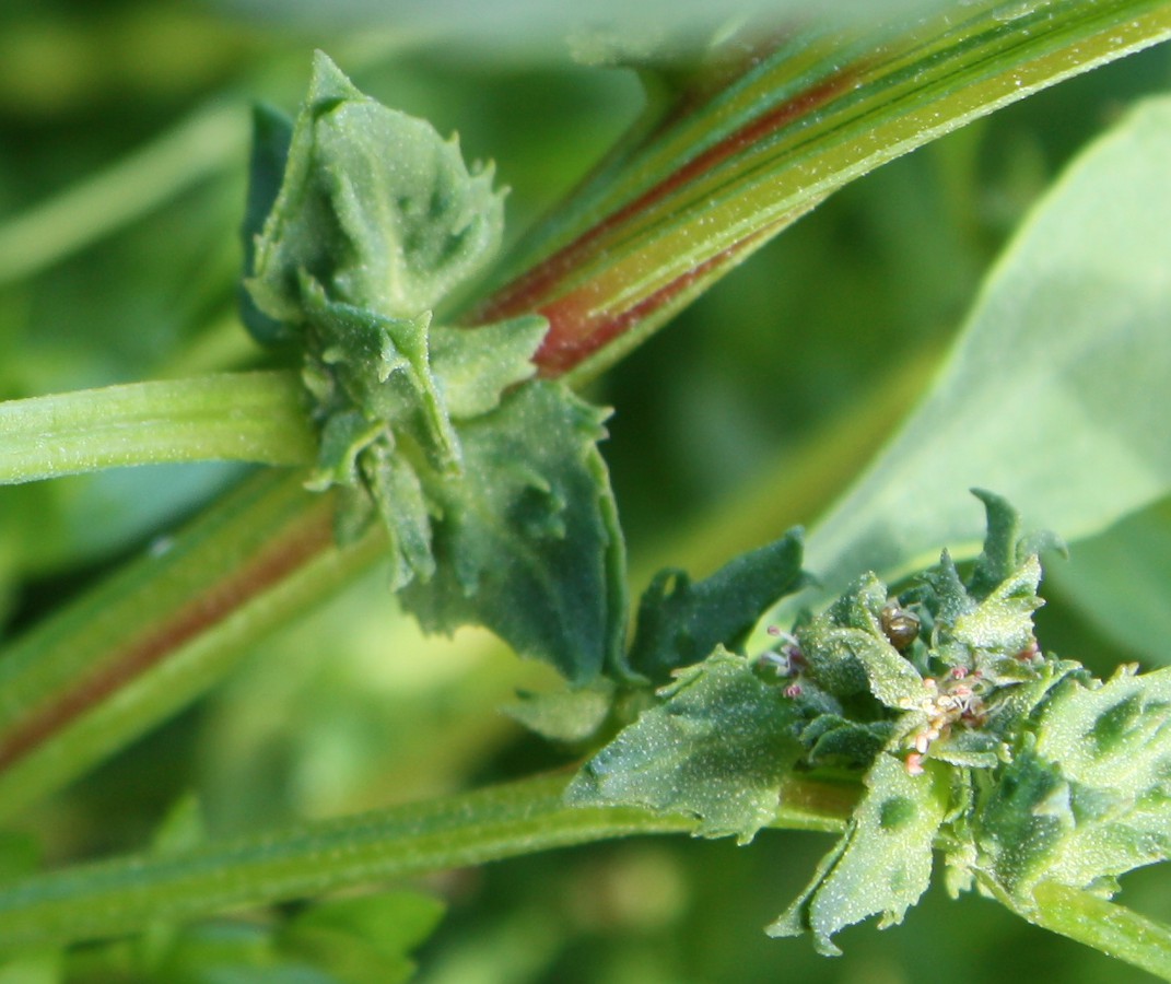Image of Atriplex kuzenevae specimen.