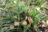 Carex sylvatica. Вегетирующее растение. Москва, ландшафтный заказник \"Тропарёвский\", берёзовый лес. 16 октября 2022 г.