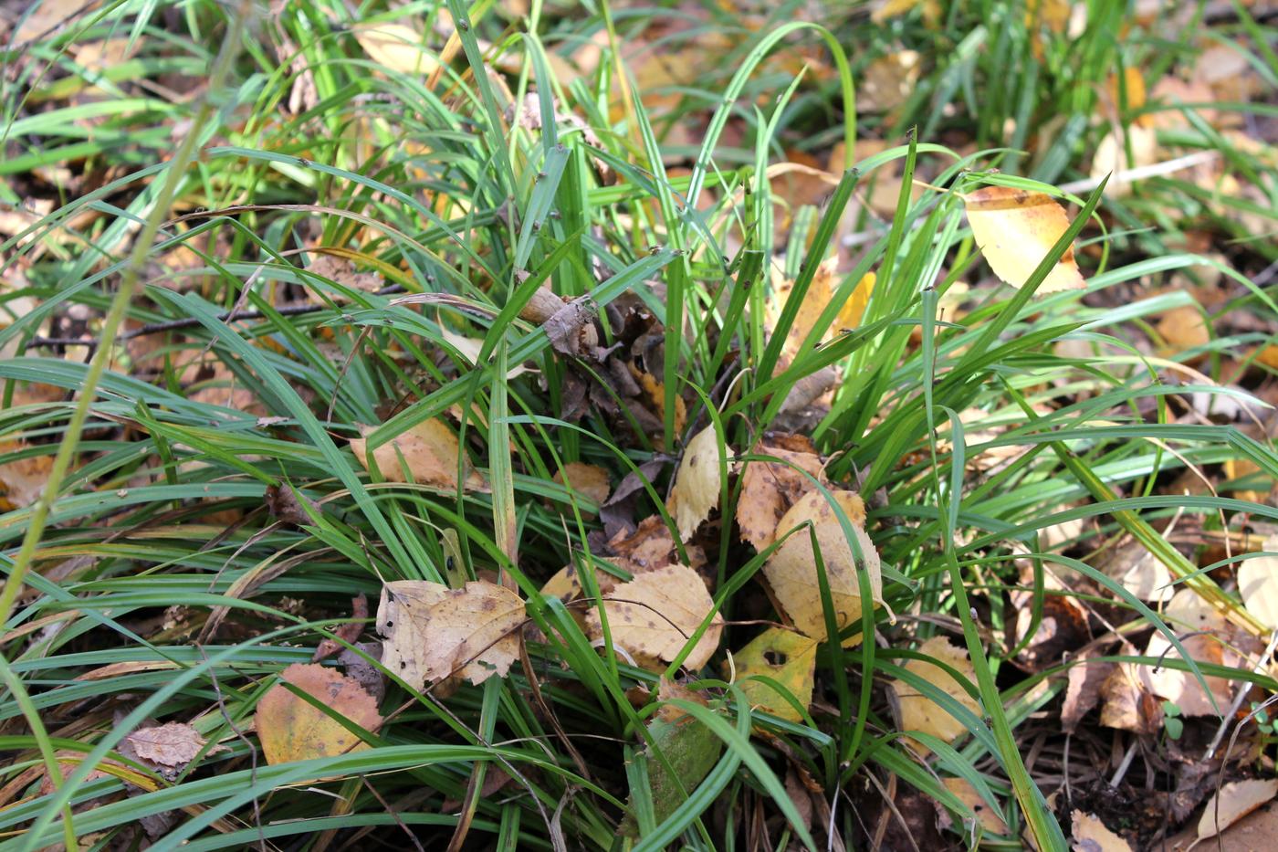 Изображение особи Carex sylvatica.