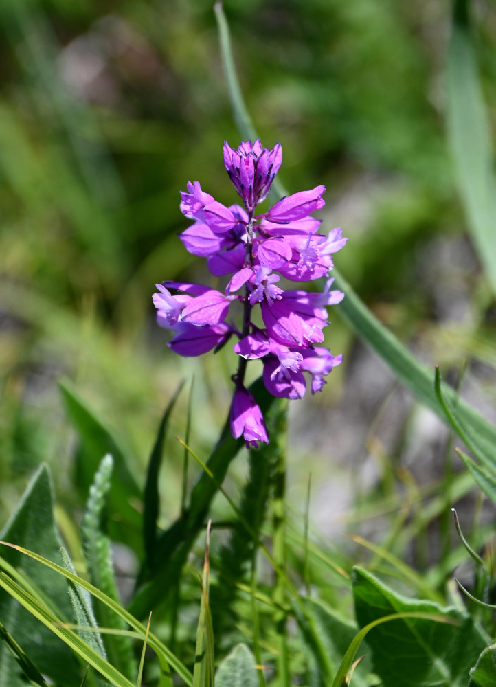 Image of genus Polygala specimen.