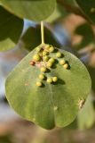 Populus pruinosa