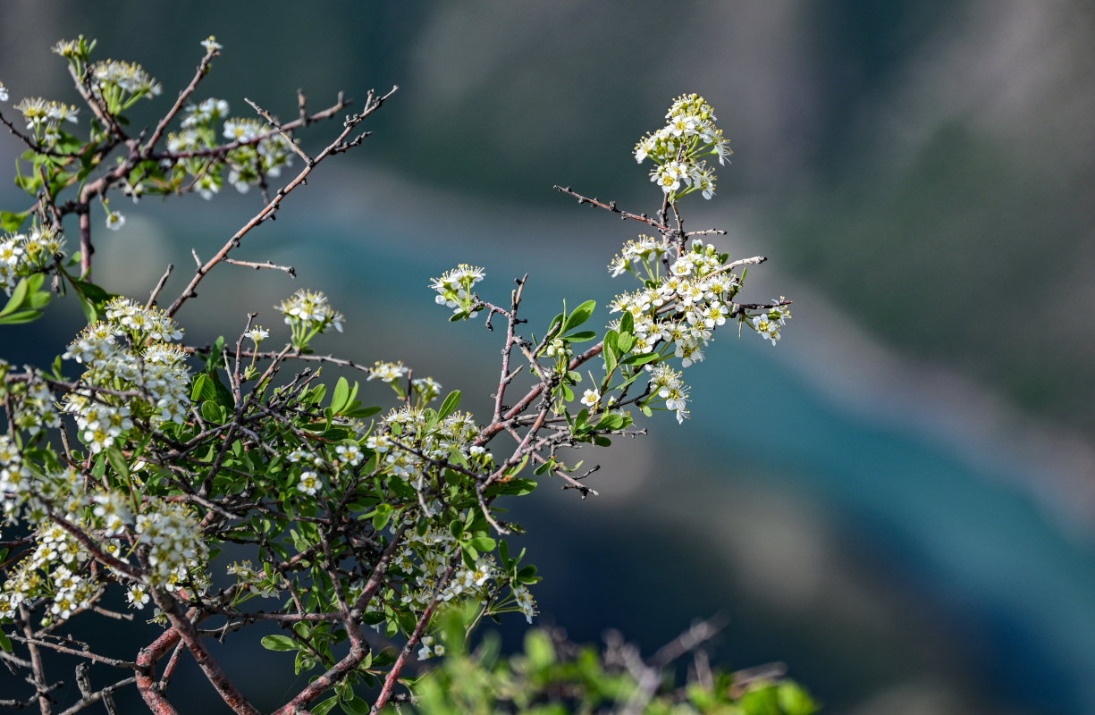 Image of Spiraea hypericifolia specimen.