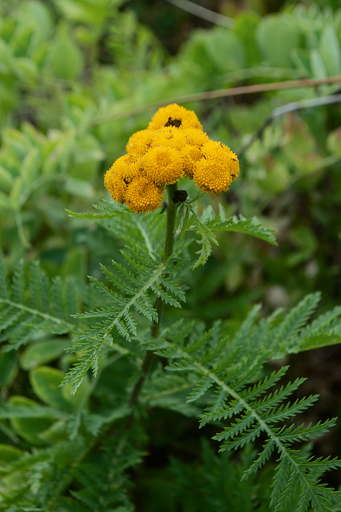 Image of Tanacetum boreale specimen.