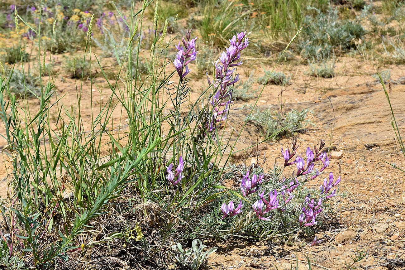 Image of Astragalus skvortsovii specimen.