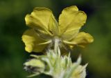 Potentilla chinensis. Цветок (вид со стороны чашечки). Приморский край, Уссурийский гор. округ, окр. с. Монакино, поляна в широколиственном редколесье. 13.07.2022.