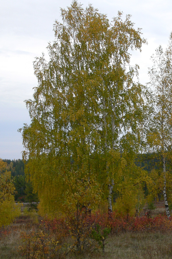 Image of Betula pendula specimen.