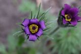 Pulsatilla vulgaris. Цветок. Томская обл., г. Томск, Академгородок, в культуре. 15.05.2022.