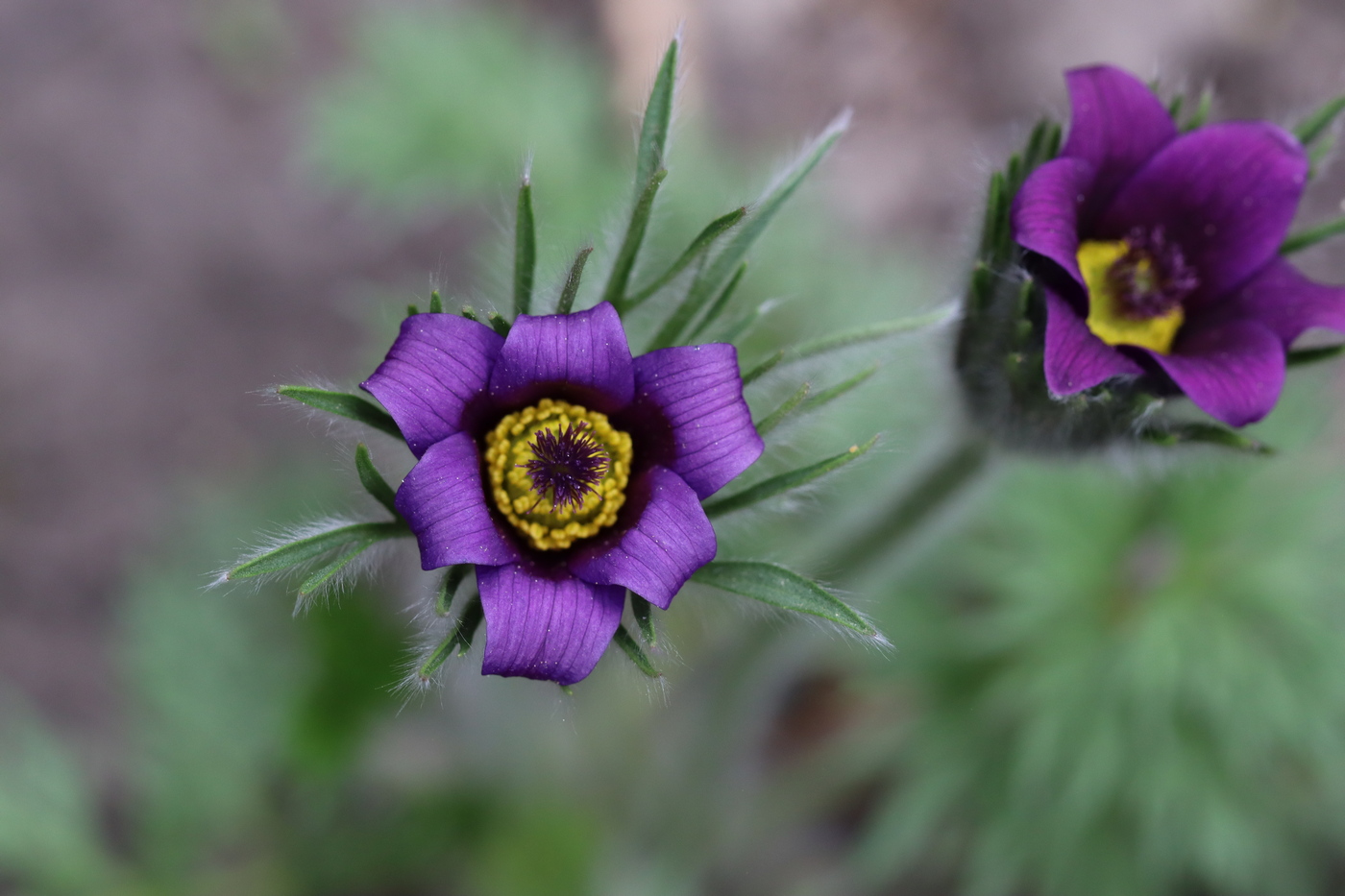 Изображение особи Pulsatilla vulgaris.