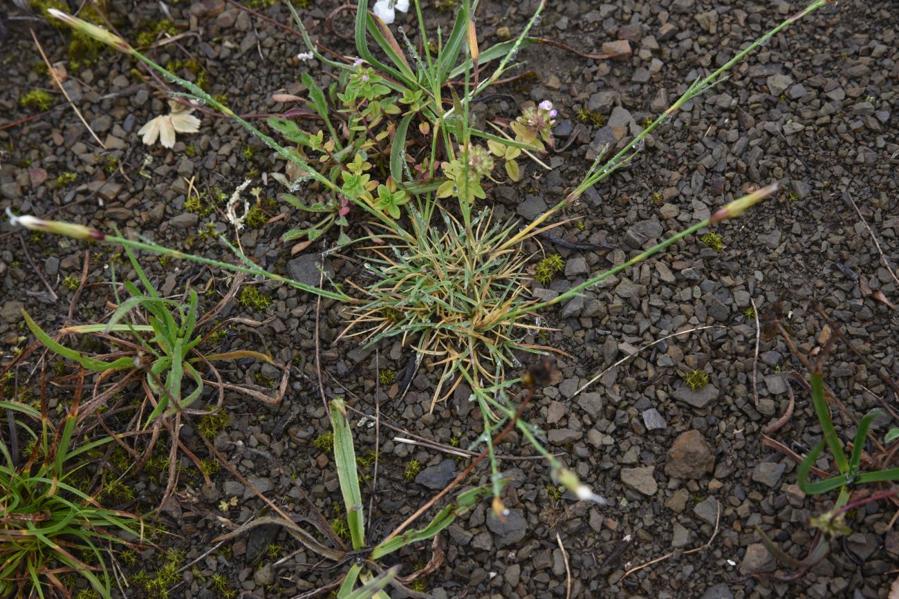 Изображение особи Dianthus cretaceus.