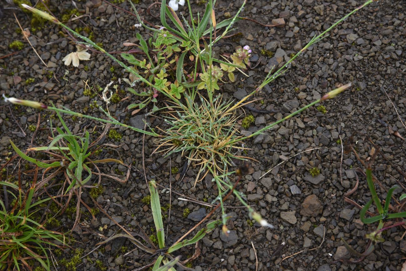 Image of Dianthus cretaceus specimen.