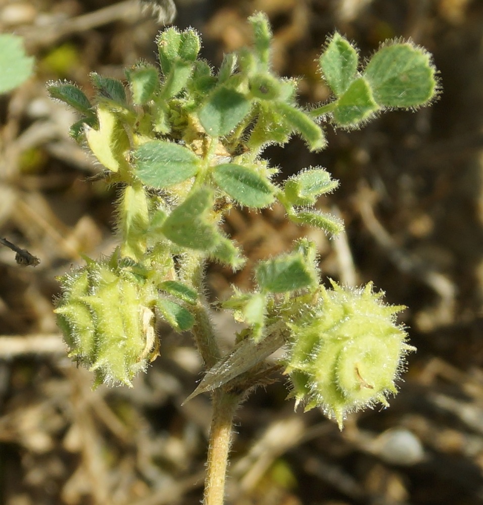 Image of Medicago rigidula specimen.