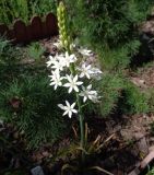 Ornithogalum arcuatum