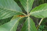 Fagus orientalis