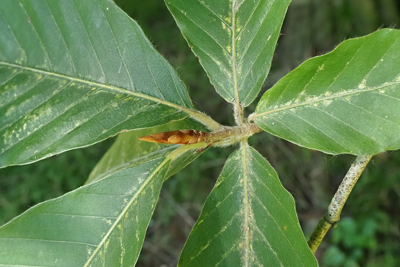 Image of Fagus orientalis specimen.