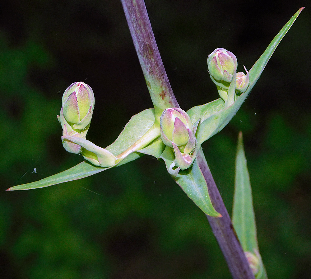 Image of Lactuca tuberosa specimen.