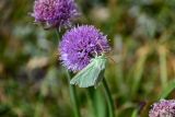 Allium platyspathum