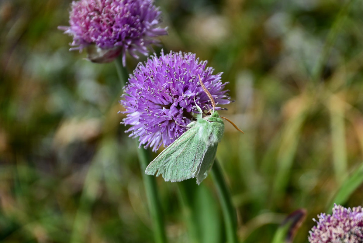 Image of Allium platyspathum specimen.