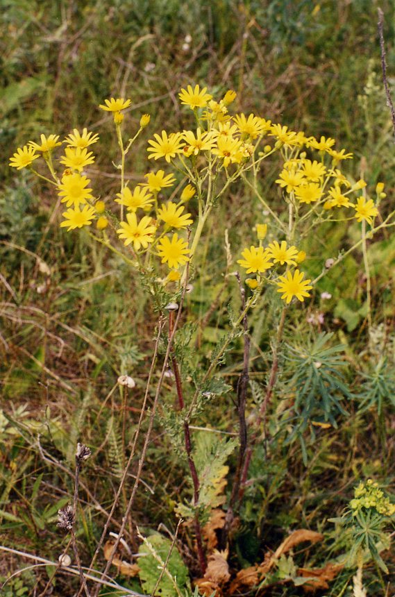 Изображение особи Senecio jacobaea.