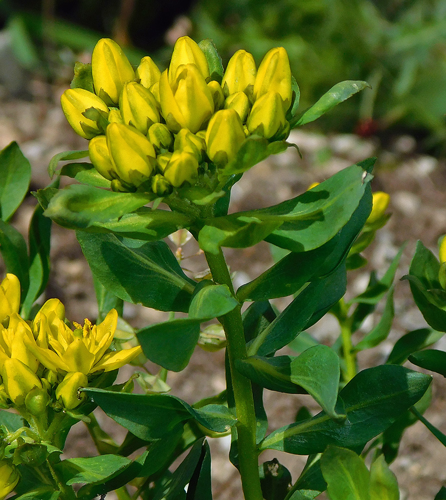 Image of Haplophyllum thesioides specimen.
