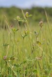 Trifolium striatum